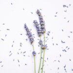 Purple,Lavender,Flowers,With,Leaves,On,White,Background,Top,View